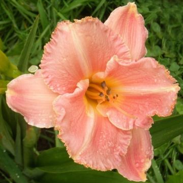 Hemerocallis Poogie - Daglelie