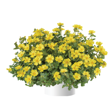 Portulaca Pazzaz Nano Yellow - Postelein