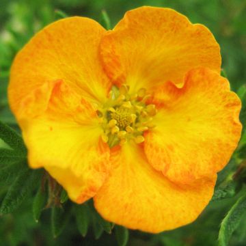 Potentilla fruticosa Tangerine - Struikganzerik