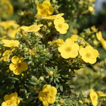 Potentilla fruticosa - Struikganzerik
