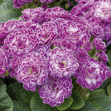 Primula Candy Frost - Stengelloze sleutelbloem