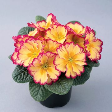 Primula Scentsation Red Cream - Stengelloze sleutelbloem