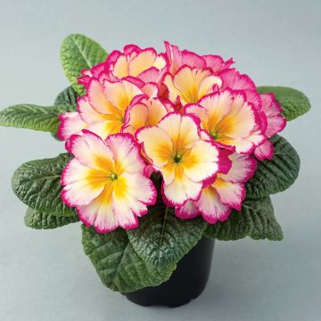 Primula Scentsation Yellow Cream - Stengelloze sleutelbloem
