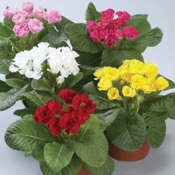 Primula Double Primlet Mix - Sleutelbloem