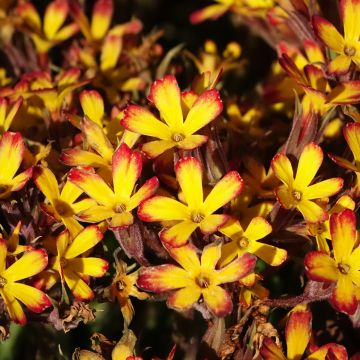Primula Oak Leaf Yellow Picotee - Sleutelbloem