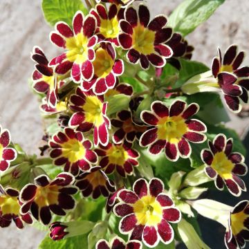 Primula elatior Mister Gold Laced - Slanke sleutelbloem