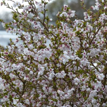 Prunus incisa Kojo no mai - Fuji-kers