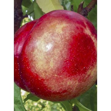 Nectarine Silver Giant