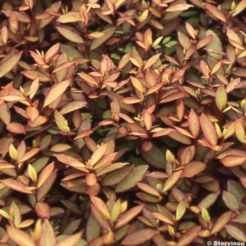 Pseudowintera colorata - Douglasspar