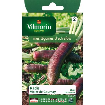 Radijs Violet de Gournay - Vilmorin