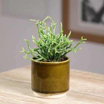 Rhipsalis cereuscula - Koraalcactus