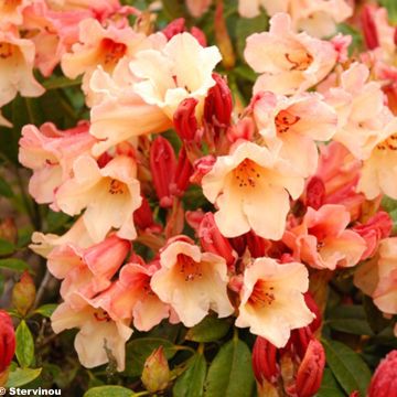 Rhododendron x Jingle Bells - Dwergrododendron