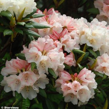 Rhododendron Grumpy - Dwergrododendron