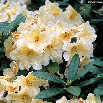 Rhododendron Champagne - Grootbloemige rododendron