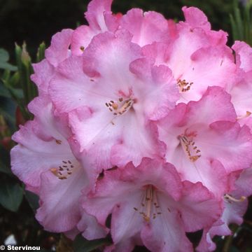 Rhododendron Lem's Monarch - Grootbloemige rododendron