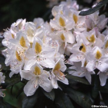 Rhododendron Madame Masson - Grootbloemige rododendron