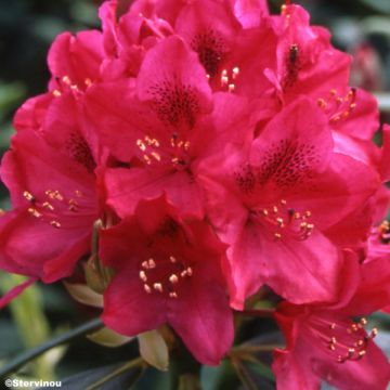 Rhododendron Nova Zembla - Grootbloemige rododendron