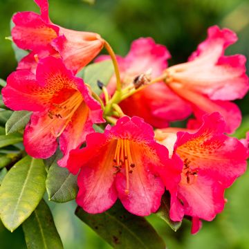 Rhododendron Scyphocalyx - Grootbloemige rododendron