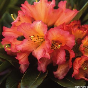 Rhododendron Unique Marmalade - Grootbloemige rododendron