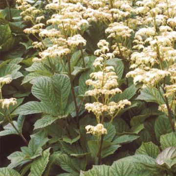 Rodgersia aesculifolia Irish Bronze - Schout-bij-nacht