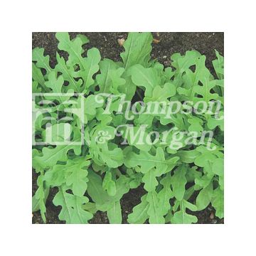 Rucola Sweet Oakleaf
