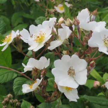 Rosa multiflora - Ramblerroos