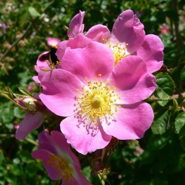 Rosa rubiginosa - Egelantier