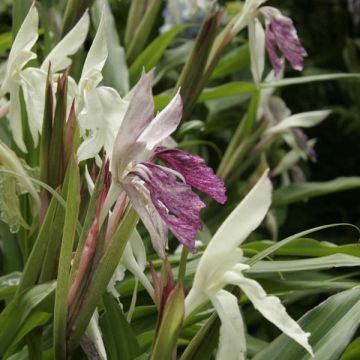 Roscoea beesiana - Gemberorchidee