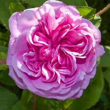 Rosa centifolia BIO - Historische roos