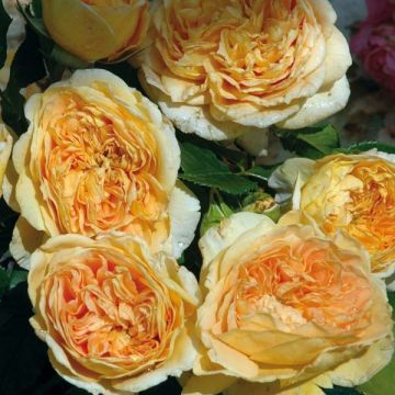 Rosa Generosa® Golden Zest - Struikroos