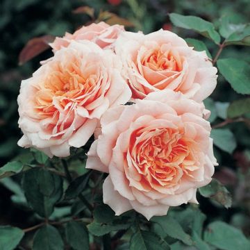 Rosa Generosa® Paul Bocuse - Struikroos