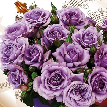 Rosa Love Song - Trosroos