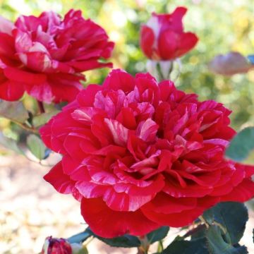 Rosa Berthe Morisot - Grootbloemige roos