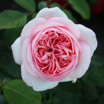 Rosa Voyage - Grootbloemige roos