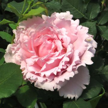Rosa Sophie Rochas - Grootbloemige roos