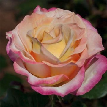 Rosa Sweet Eureka - Grootbloemige roos