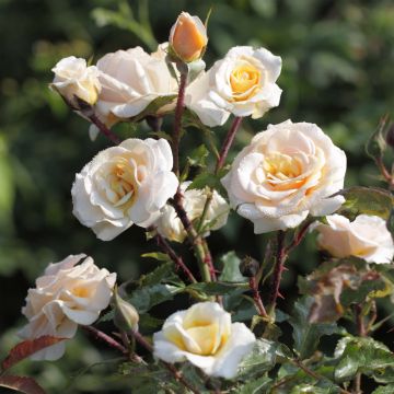 Rosa Sweet Honey - struikroos