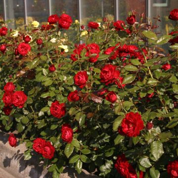 Rosa The Times - struikroos