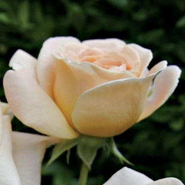 Rosa Hyde Park - Trosroos