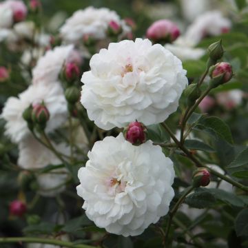 Rosa Little White Pet - Historische roos