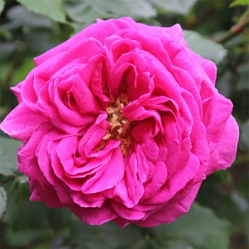 Rosa Madame Isaac Pereire - Historische roos