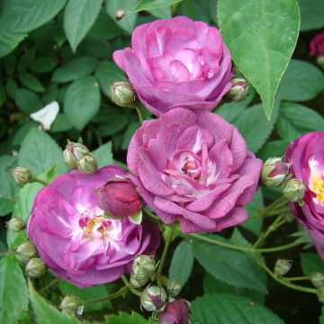 Rosa moschata Sibelius - Muskusroos