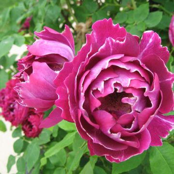 Rosa Baron Girod de l'Ain - Historische roos
