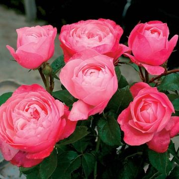 Rosa Generosa® Bruno Perpoin - Struikroos