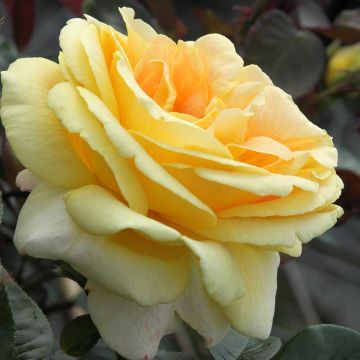 Rosa Candlelight - Grootbloemige roos