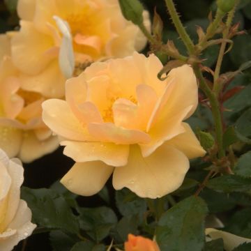 Rosa Amber Sun - Bodembedekkende roos