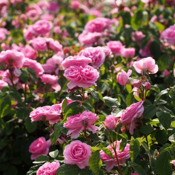 Rosa Gertrude Jekyll - Stamroos