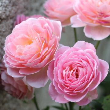 Rosa Jubilee Celebration - David Austinroos