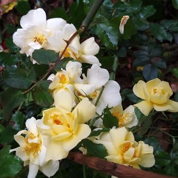 Rosa Flower Carpet Sunshine (Celina) - Polyantharoos