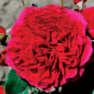 Rosa Generosa® Dino de Laurentiis - Struikroos